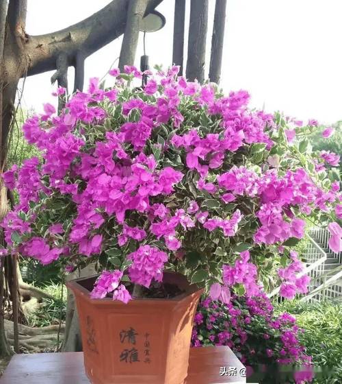 花期三角梅怎么养，花期三角梅怎么养护和浇水-第6张图片-优品飞百科