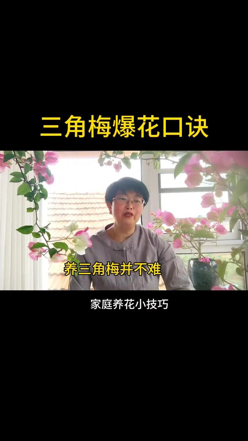 花期三角梅怎么养，花期三角梅怎么养护和浇水-第7张图片-优品飞百科