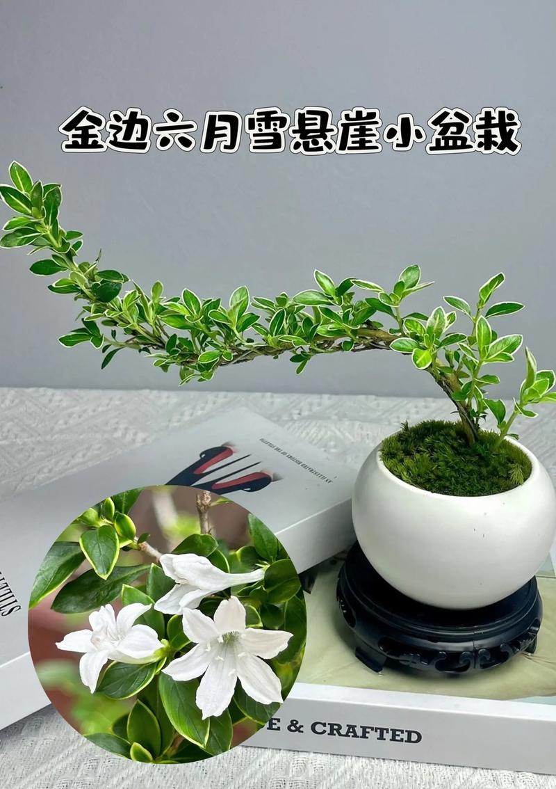 六月雪的养殖方法，六月雪的养殖方法怎么浇水-第1张图片-优品飞百科