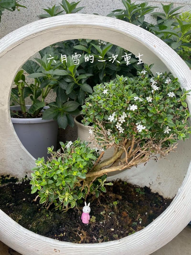 六月雪的养殖方法，六月雪的养殖方法怎么浇水-第2张图片-优品飞百科