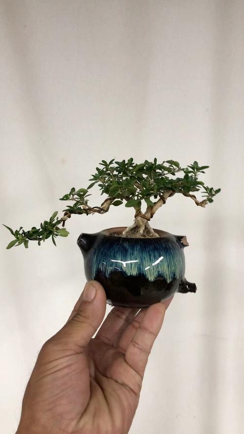 六月雪的养殖方法，六月雪的养殖方法怎么浇水-第3张图片-优品飞百科