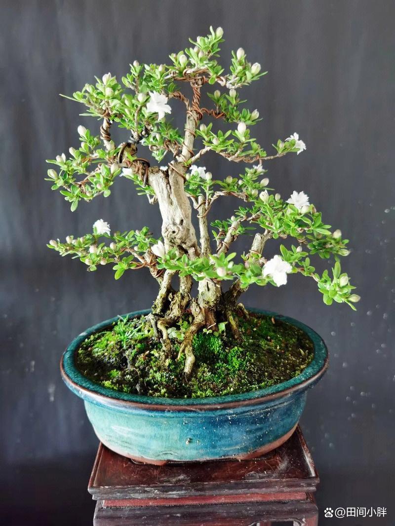 六月雪的养殖方法，六月雪的养殖方法怎么浇水-第4张图片-优品飞百科