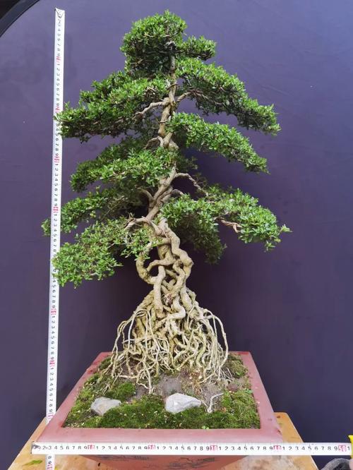 六月雪的养殖方法，六月雪的养殖方法怎么浇水-第5张图片-优品飞百科