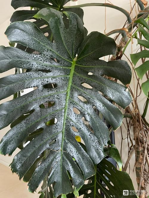 龟背竹为什么东倒西歪的?龟背竹长得东倒西歪的,能剪掉吗?-第1张图片-优品飞百科 龟背竹为什么东倒西歪的?龟背竹长得东倒西歪的,能剪掉吗?-第1张图片-优品飞百科