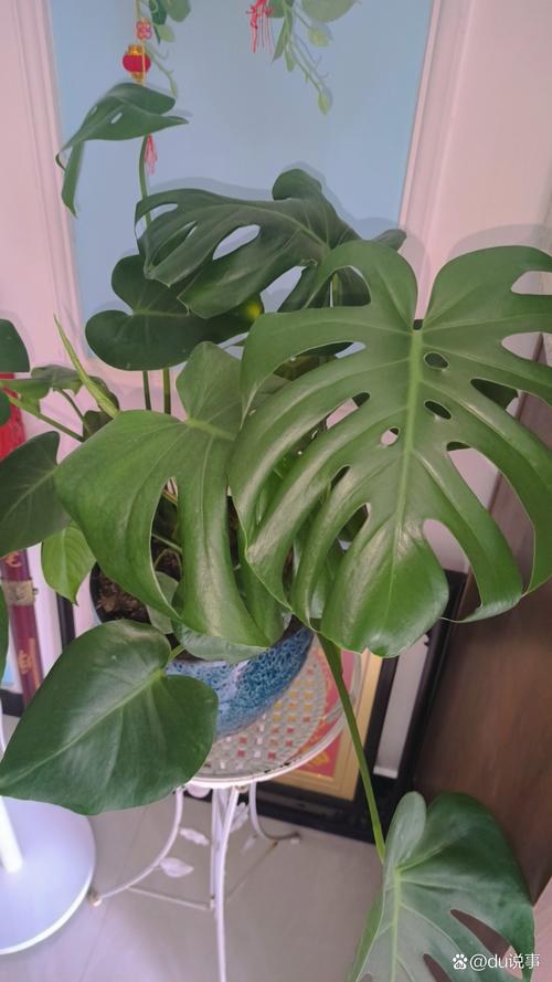 龟背竹为什么东倒西歪的?龟背竹长得东倒西歪的,能剪掉吗?-第2张图片-优品飞百科 龟背竹为什么东倒西歪的?龟背竹长得东倒西歪的,能剪掉吗?-第2张图片-优品飞百科