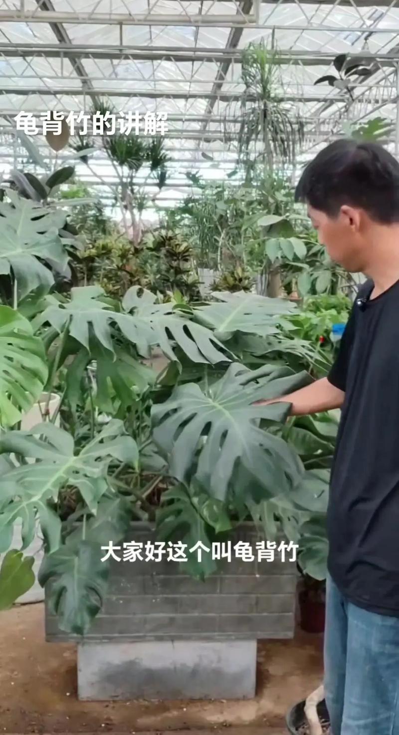 龟背竹为什么东倒西歪的?龟背竹长得东倒西歪的,能剪掉吗?-第4张图片-优品飞百科 龟背竹为什么东倒西歪的?龟背竹长得东倒西歪的,能剪掉吗?-第4张图片-优品飞百科