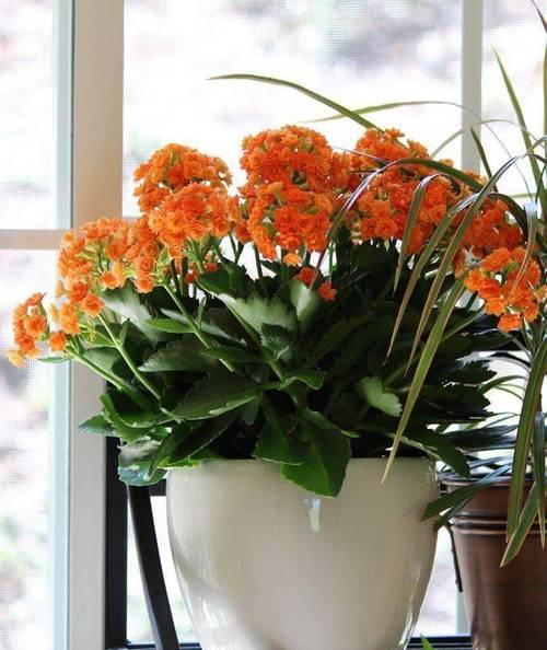 龟背竹为什么东倒西歪的?龟背竹长得东倒西歪的,能剪掉吗?-第5张图片-优品飞百科 龟背竹为什么东倒西歪的?龟背竹长得东倒西歪的,能剪掉吗?-第5张图片-优品飞百科