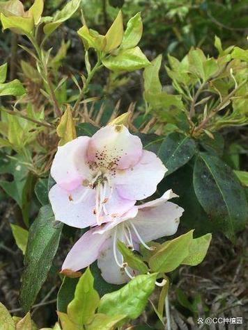 马银花的养殖方法,马银花的养殖方法和注意事项?-第2张图片-优品飞百科 马银花的养殖方法,马银花的养殖方法和注意事项?-第2张图片-优品飞百科