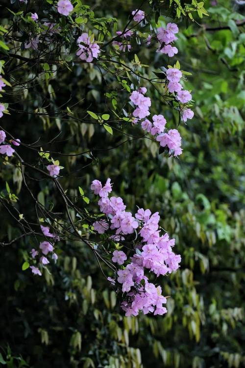 马银花的养殖方法,马银花的养殖方法和注意事项?-第3张图片-优品飞百科 马银花的养殖方法,马银花的养殖方法和注意事项?-第3张图片-优品飞百科