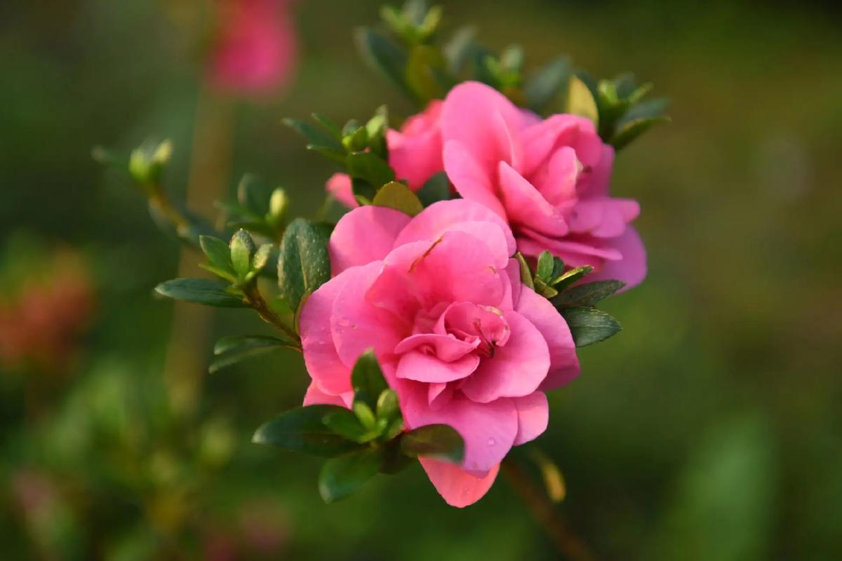 马银花的养殖方法,马银花的养殖方法和注意事项?-第5张图片-优品飞百科 马银花的养殖方法,马银花的养殖方法和注意事项?-第5张图片-优品飞百科