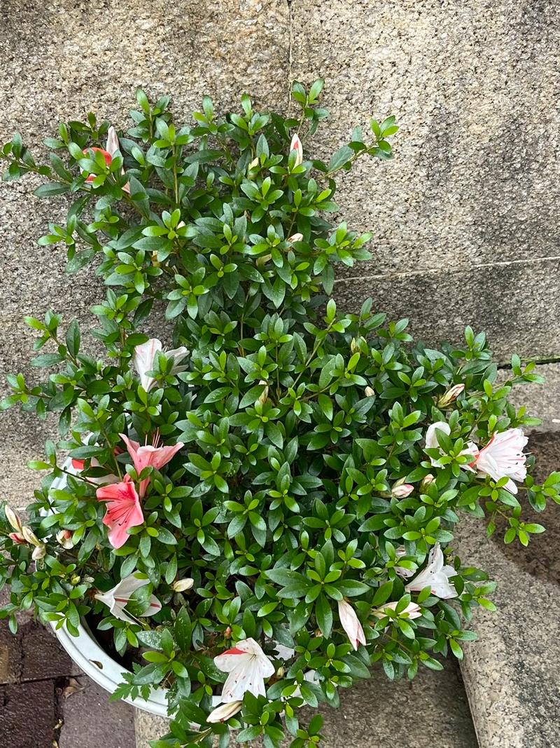 马银花的养殖方法,马银花的养殖方法和注意事项?-第6张图片-优品飞百科 马银花的养殖方法,马银花的养殖方法和注意事项?-第6张图片-优品飞百科