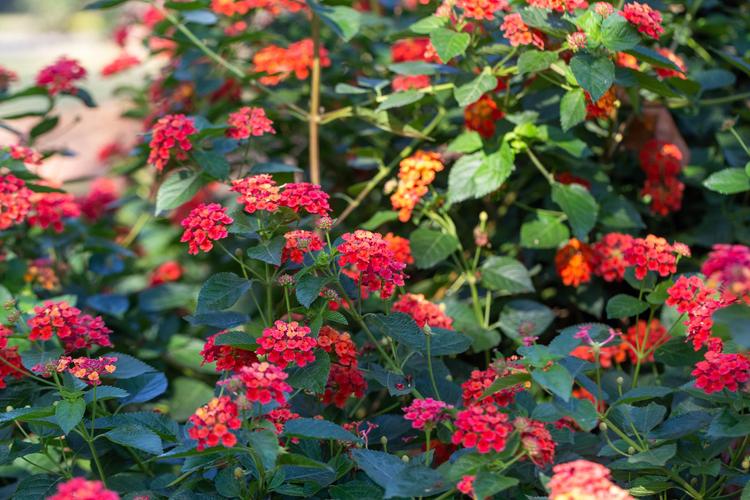 马银花的养殖方法,马银花的养殖方法和注意事项?-第7张图片-优品飞百科 马银花的养殖方法,马银花的养殖方法和注意事项?-第7张图片-优品飞百科