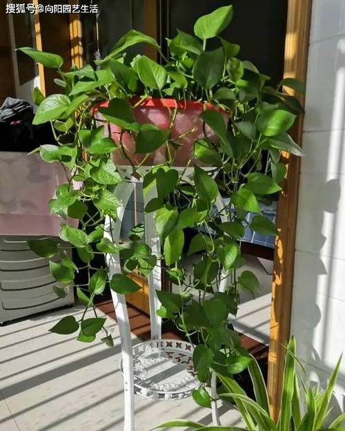 水养绿萝应加多少水？绿萝水养多少水合适？-第2张图片-优品飞百科