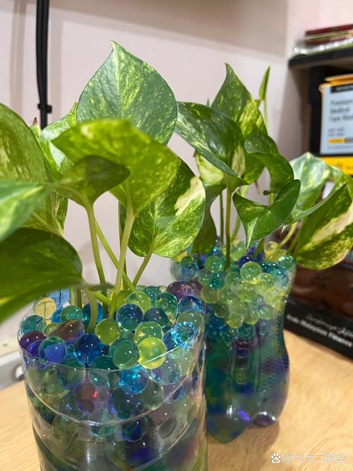 水养绿萝应加多少水？绿萝水养多少水合适？-第4张图片-优品飞百科