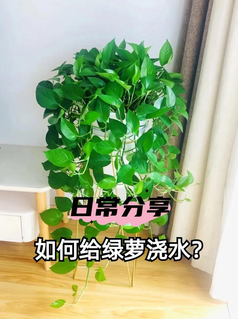 水养绿萝应加多少水？绿萝水养多少水合适？-第5张图片-优品飞百科