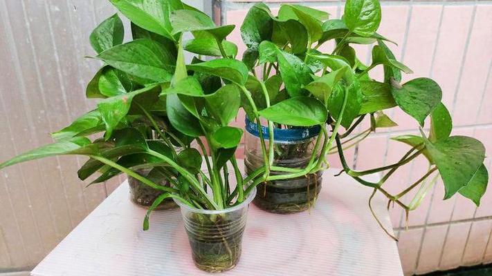 水养绿萝应加多少水？绿萝水养多少水合适？-第6张图片-优品飞百科