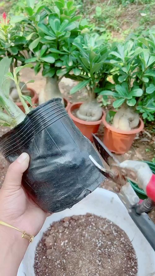 沙漠玫瑰几月份剪枝,沙漠玫瑰什么时候修剪-第3张图片-优品飞百科 沙漠玫瑰几月份剪枝,沙漠玫瑰什么时候修剪-第3张图片-优品飞百科