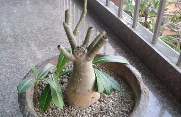 沙漠玫瑰几月份剪枝,沙漠玫瑰什么时候修剪-第4张图片-优品飞百科 沙漠玫瑰几月份剪枝,沙漠玫瑰什么时候修剪-第4张图片-优品飞百科