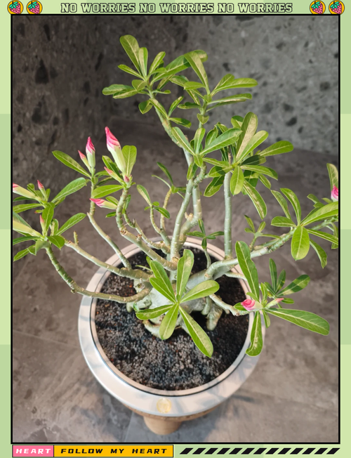 沙漠玫瑰几月份剪枝,沙漠玫瑰什么时候修剪-第5张图片-优品飞百科 沙漠玫瑰几月份剪枝,沙漠玫瑰什么时候修剪-第5张图片-优品飞百科