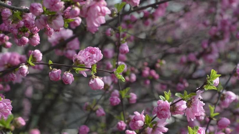 榆叶梅怎么修剪？榆叶梅怎么修剪视频教程？-第1张图片-优品飞百科