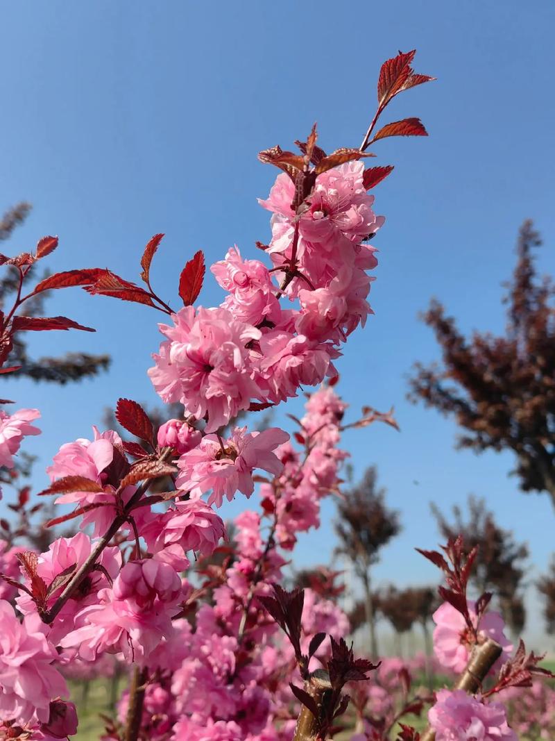 榆叶梅怎么修剪？榆叶梅怎么修剪视频教程？-第2张图片-优品飞百科