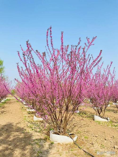 榆叶梅怎么修剪？榆叶梅怎么修剪视频教程？-第3张图片-优品飞百科