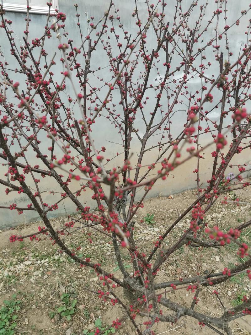 榆叶梅怎么修剪？榆叶梅怎么修剪视频教程？-第5张图片-优品飞百科