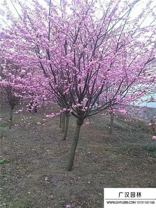 榆叶梅怎么修剪？榆叶梅怎么修剪视频教程？-第6张图片-优品飞百科