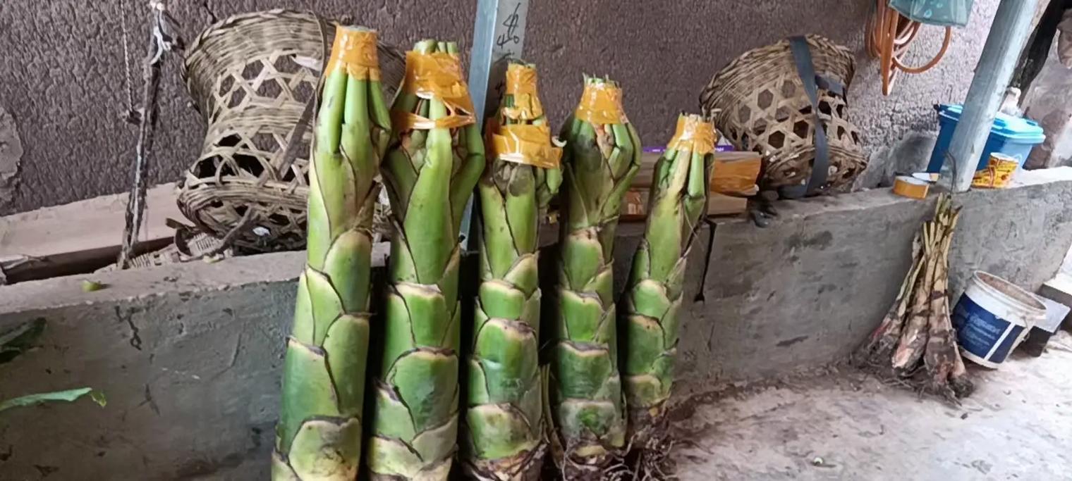 地涌金莲怎么养，地涌金莲怎么养可以又矮又胖？-第1张图片-优品飞百科