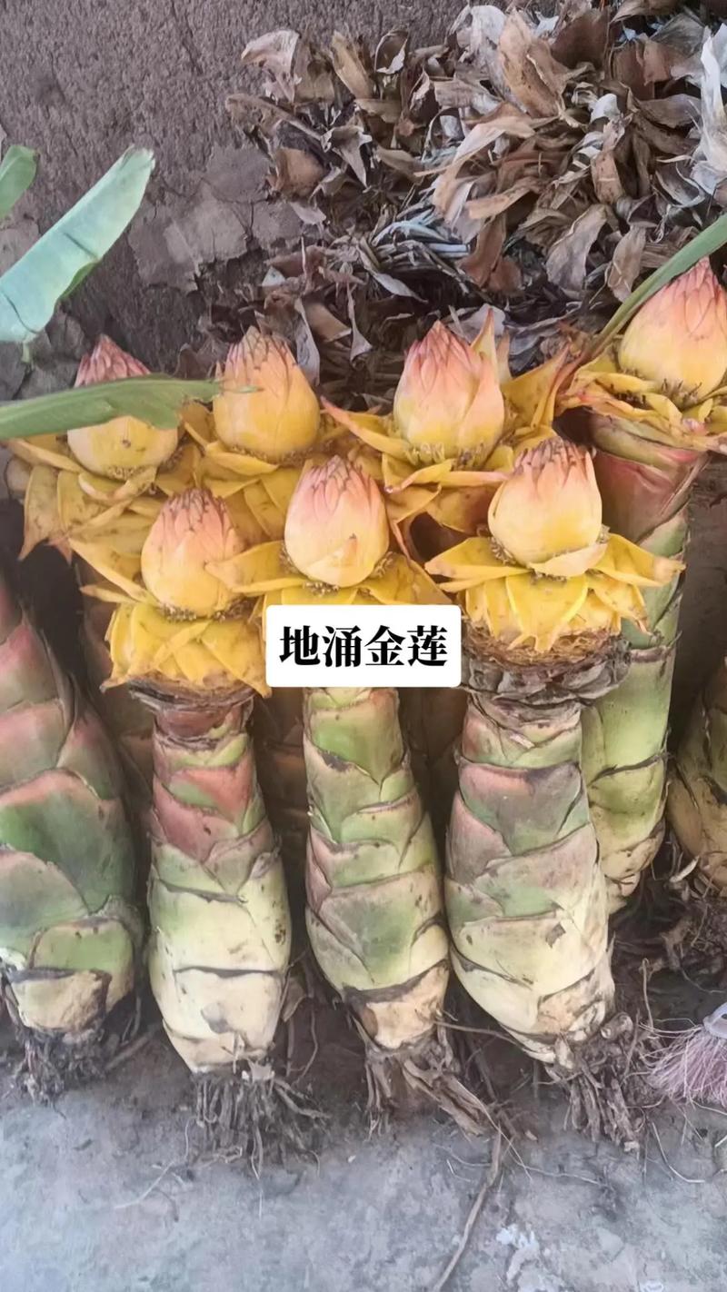 地涌金莲怎么养，地涌金莲怎么养可以又矮又胖？-第3张图片-优品飞百科