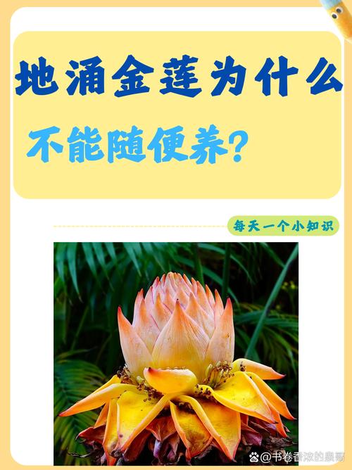 地涌金莲怎么养，地涌金莲怎么养可以又矮又胖？-第4张图片-优品飞百科