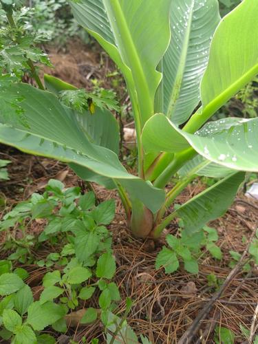 地涌金莲怎么养，地涌金莲怎么养可以又矮又胖？-第5张图片-优品飞百科