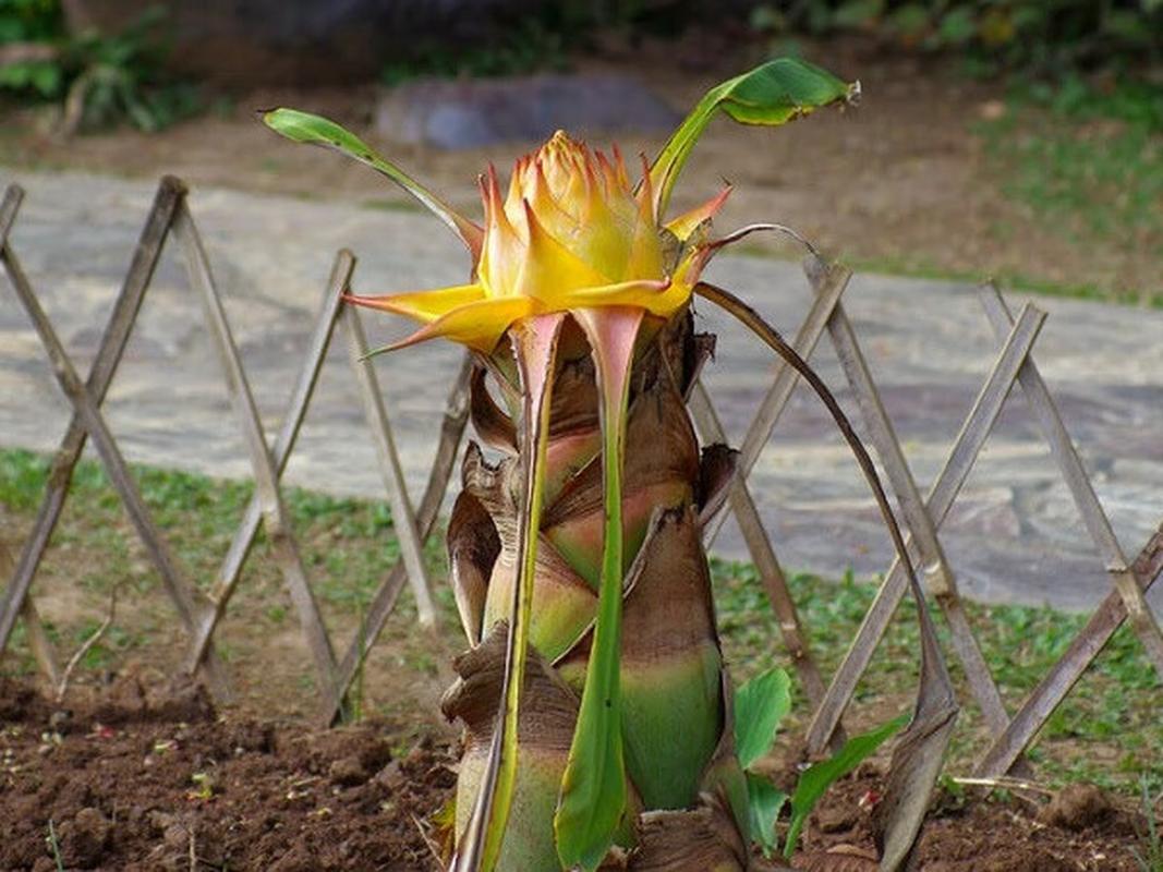 地涌金莲怎么养，地涌金莲怎么养可以又矮又胖？-第6张图片-优品飞百科