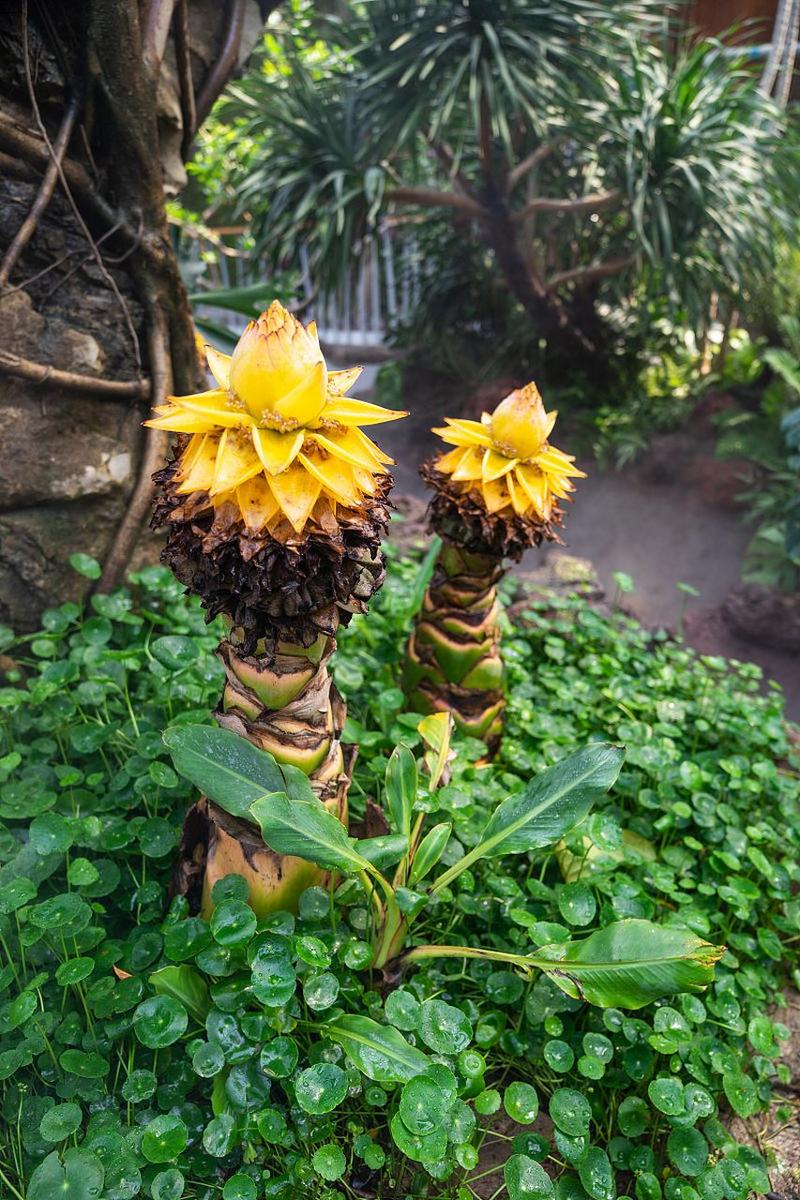 地涌金莲怎么养，地涌金莲怎么养可以又矮又胖？-第7张图片-优品飞百科