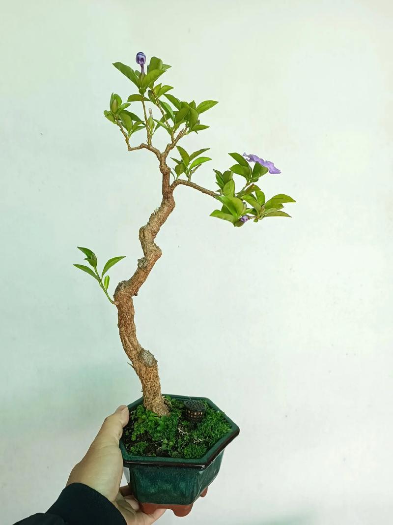 双色茉莉什么时候换盆？双色茉莉花什么时候换盆？-第1张图片-优品飞百科