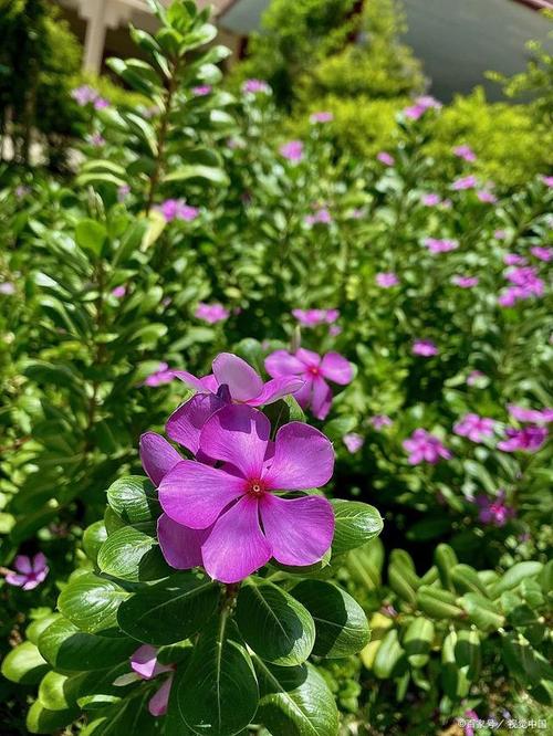 双色茉莉什么时候换盆？双色茉莉花什么时候换盆？-第2张图片-优品飞百科