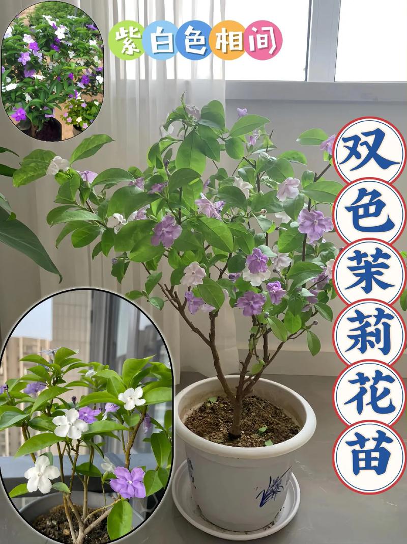双色茉莉什么时候换盆？双色茉莉花什么时候换盆？-第3张图片-优品飞百科