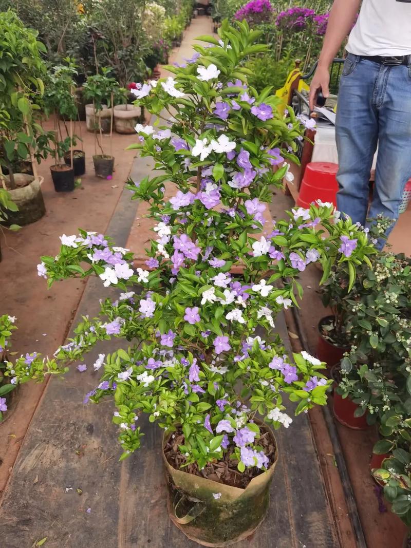 双色茉莉什么时候换盆？双色茉莉花什么时候换盆？-第4张图片-优品飞百科