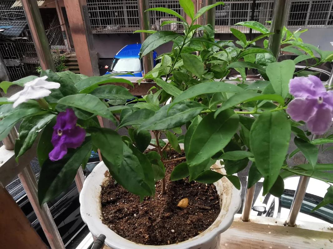 双色茉莉什么时候换盆？双色茉莉花什么时候换盆？-第5张图片-优品飞百科
