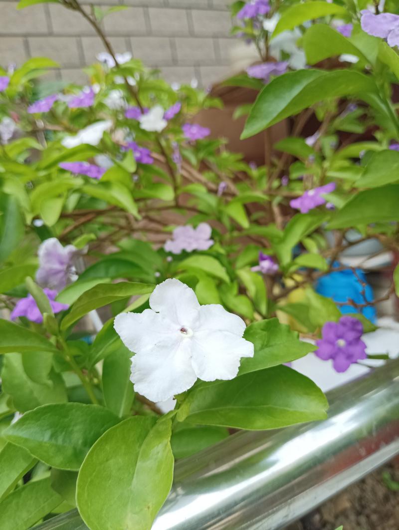 双色茉莉什么时候换盆？双色茉莉花什么时候换盆？-第7张图片-优品飞百科