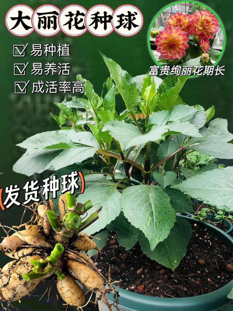 大丽花怎么种,大丽花怎么种植和养护-第1张图片-优品飞百科 大丽花怎么种,大丽花怎么种植和养护-第1张图片-优品飞百科