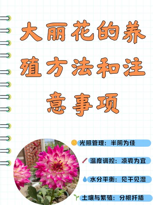 大丽花怎么种,大丽花怎么种植和养护-第2张图片-优品飞百科 大丽花怎么种,大丽花怎么种植和养护-第2张图片-优品飞百科