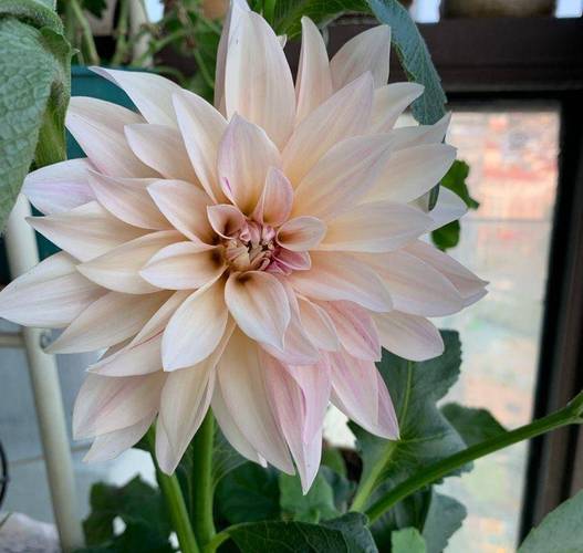 大丽花怎么种,大丽花怎么种植和养护-第3张图片-优品飞百科 大丽花怎么种,大丽花怎么种植和养护-第3张图片-优品飞百科