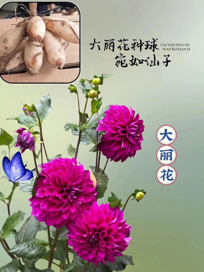 大丽花怎么种,大丽花怎么种植和养护-第4张图片-优品飞百科 大丽花怎么种,大丽花怎么种植和养护-第4张图片-优品飞百科