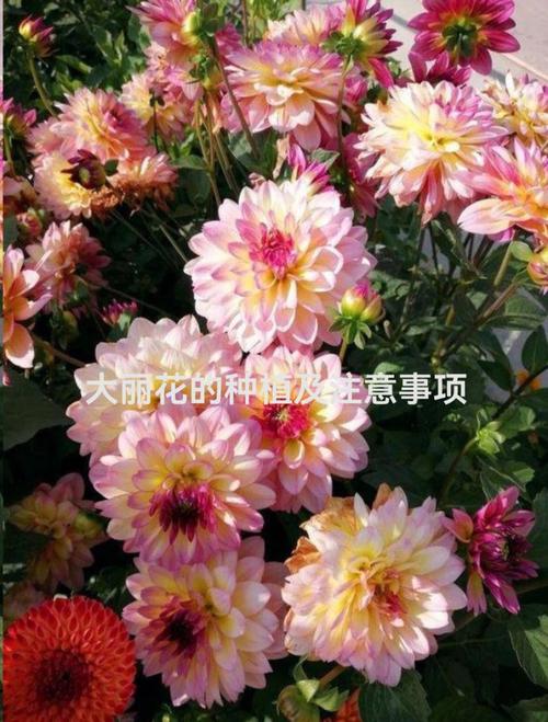 大丽花怎么种,大丽花怎么种植和养护-第5张图片-优品飞百科 大丽花怎么种,大丽花怎么种植和养护-第5张图片-优品飞百科