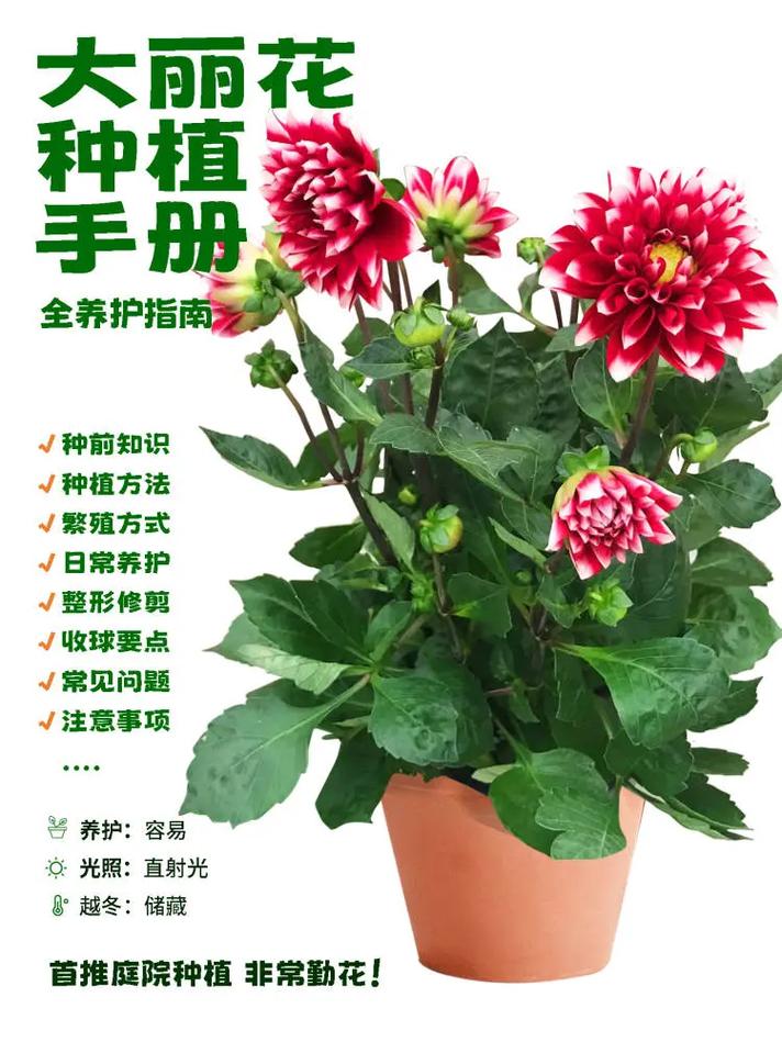 大丽花怎么种,大丽花怎么种植和养护-第6张图片-优品飞百科 大丽花怎么种,大丽花怎么种植和养护-第6张图片-优品飞百科