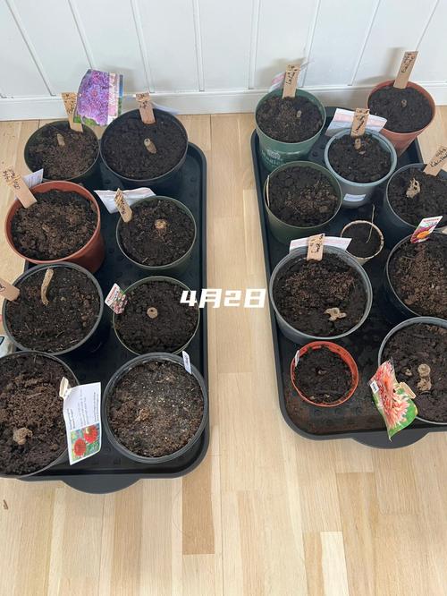 大丽花怎么种,大丽花怎么种植和养护-第7张图片-优品飞百科 大丽花怎么种,大丽花怎么种植和养护-第7张图片-优品飞百科