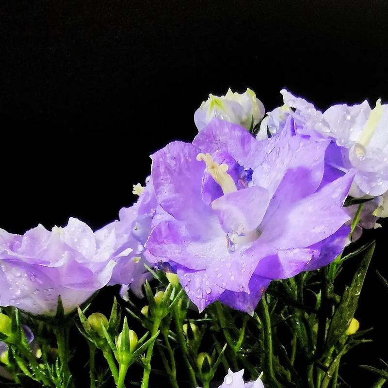 丹麦风铃怎么留种？丹麦风铃怎么施肥？