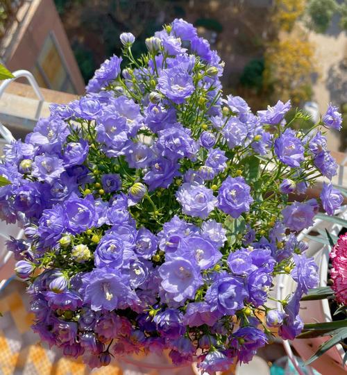 丹麦风铃怎么留种?丹麦风铃怎么施肥?-第2张图片-优品飞百科 丹麦风铃怎么留种?丹麦风铃怎么施肥?-第2张图片-优品飞百科