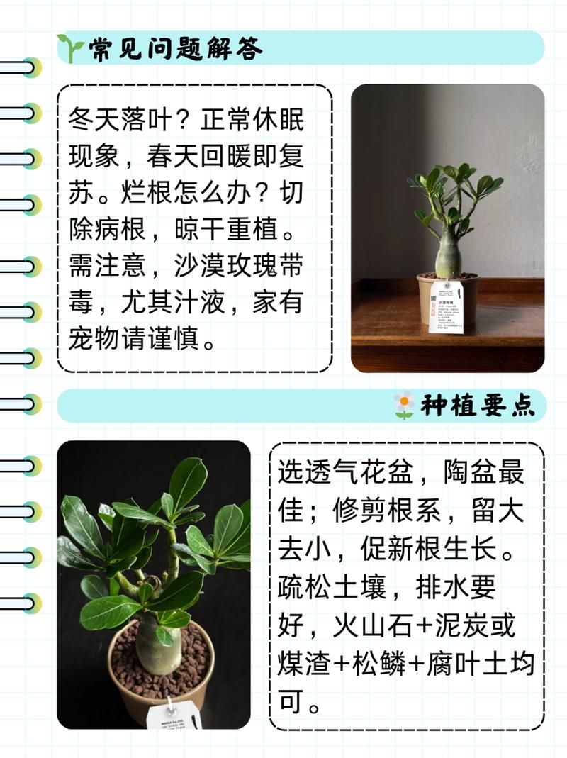 沙漠玫瑰养殖用什么土,沙漠玫瑰用什么土栽-第4张图片-优品飞百科 沙漠玫瑰养殖用什么土,沙漠玫瑰用什么土栽-第4张图片-优品飞百科